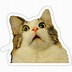 Image result for Printable Cat Memes