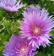 Image result for Stokesia laevis Mels Blue
