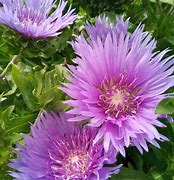 Image result for Stokesia laevis