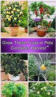 Image result for Home Fruit Trees