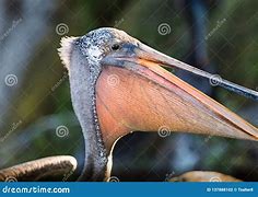 Image result for Pelican Throat Pouch