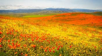 Image result for Antelope Valley California Poppy