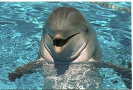 Image result for Bottlenose Dolphin Memes