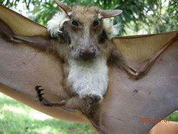 Image result for Rare White Fruit Bat