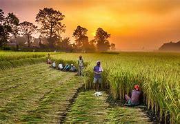 Image result for Agriculture Farm Land
