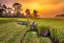 Image result for Farmers Crops