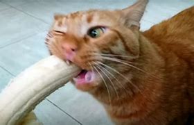 Image result for Banana Time Cat