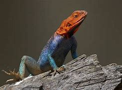 Image result for Lizard Animal