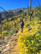 Image result for Arizona Nature Trail