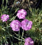 Image result for Dianthus gratianopolitanus Pink Jewel