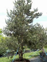 Bildergebnis für Pinus sylvestris Kissen