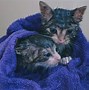 Image result for Cat Bath
