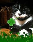 Image result for St. Patrick's Day Cat