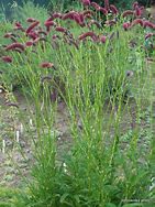 Image result for Sanguisorba tenuifolia Purpurea