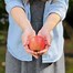 Image result for Pink Lady Apple Season