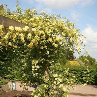 Image result for Rosa banksiae Lutea