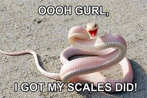 Image result for Cool Snake Memes
