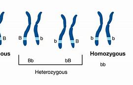 Image result for Homozygous Picture