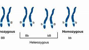 Image result for Cross a Homozygous