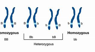 Image result for What Is a Homozygous Genotype