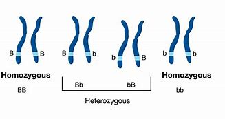 Image result for Homozygous Red