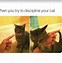 Image result for Very Good Meme Cat
