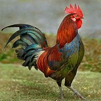 Image result for Rouge Rooster