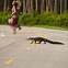 Image result for Alligator Running