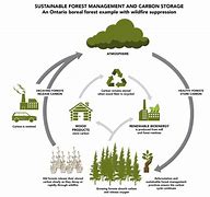 Image result for Forest Carbon Activity