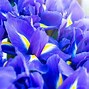 Image result for Iris Flower Meaning