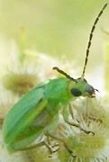 Image result for "northern-corn-rootworm"