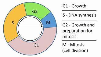 Image result for Different Phases of Cell Cycle