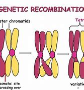 Image result for When Does Recombination Occur