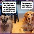 Image result for Cat and Dog Looking at Each Other Meme