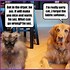 Image result for Cat vs Dog Meme