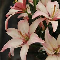 Image result for Lilium Easy Walz