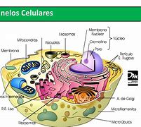 Image result for Imagen De Los Organelos Celulares