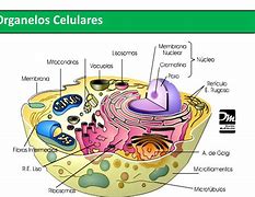 Image result for El Organulo