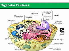 Image result for Organulo