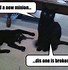 Image result for Cat Pet Meme