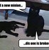 Image result for Funniest Cat Memes Ever