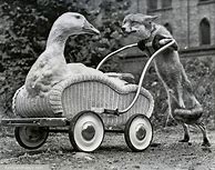 Image result for Cute Vintage Animals
