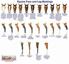 Pin By Maimara Booker On Hold Your Horses Horse Markings