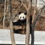 Image result for Female Giant Panda