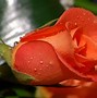 Image result for Rose Pictures Background