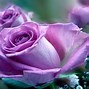 Image result for Violet Flower Purple Rose