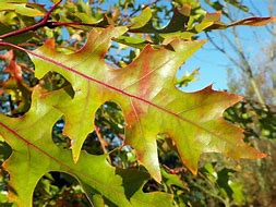 Bildresultat för Quercus rubra Haaren