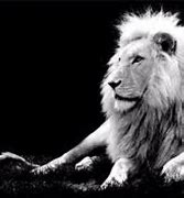 Image result for Lion Black and White I'm