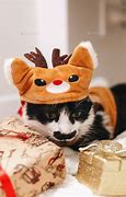 Image result for Cat Under Christmas Tree