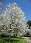 Image result for Prunus avium Plena